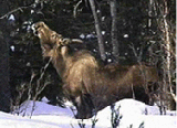 moose migrating uphill