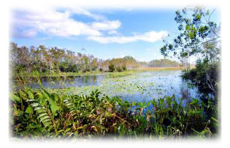 A wetland with floating vegetation
